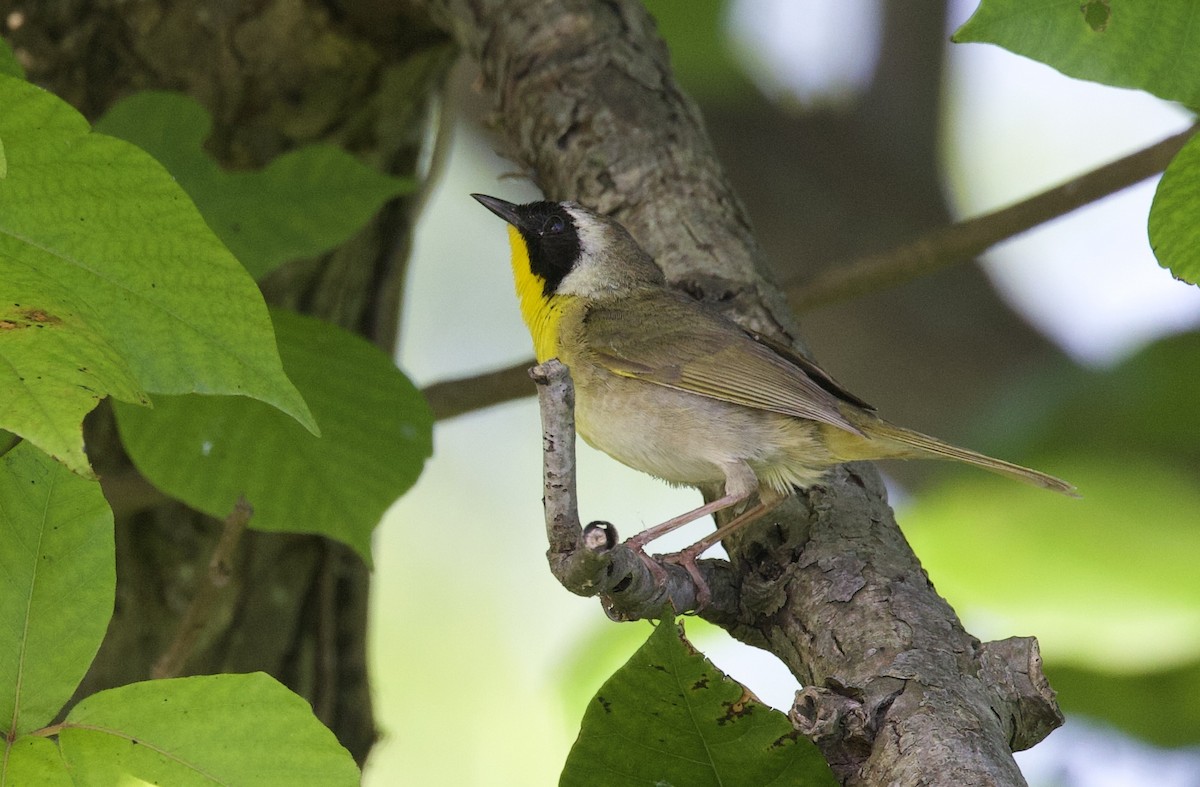 Common Yellowthroat - ML620171262