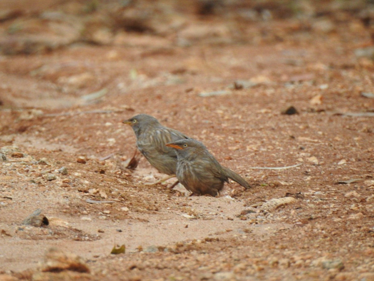 Jungle Babbler - ML620171265