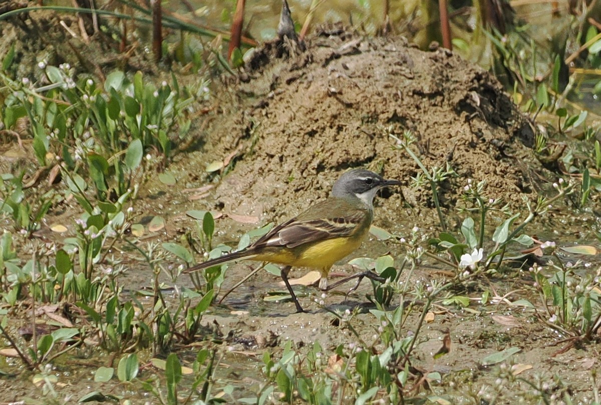 Western Yellow Wagtail (iberiae) - ML620171266