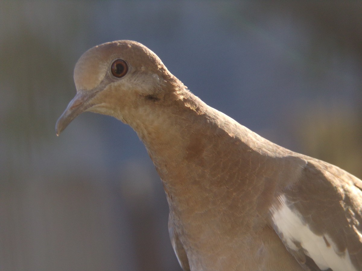 White-winged Dove - ML620171267