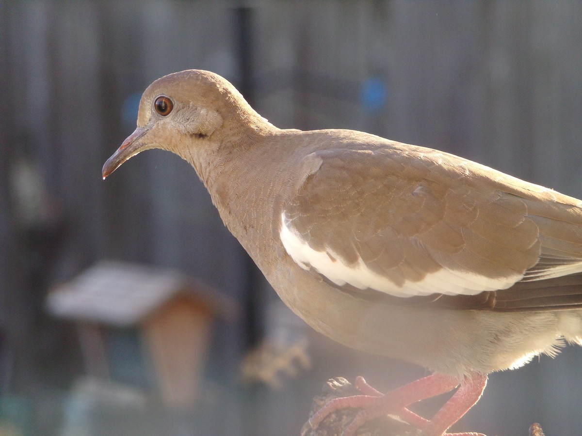 White-winged Dove - ML620171268