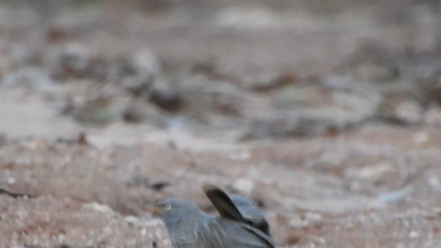 Jungle Babbler - ML620171269