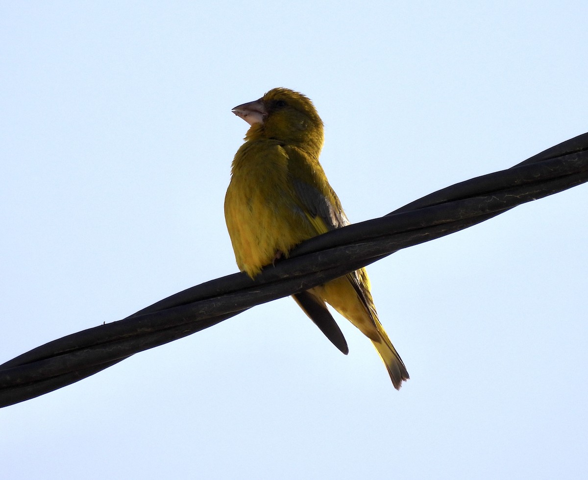 European Greenfinch - ML620171275