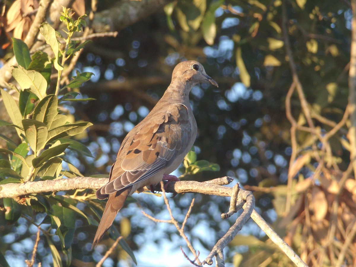 Mourning Dove - ML620171279