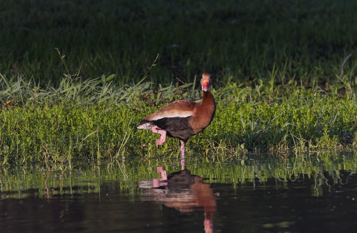 Dendrocygne à ventre noir - ML620171328