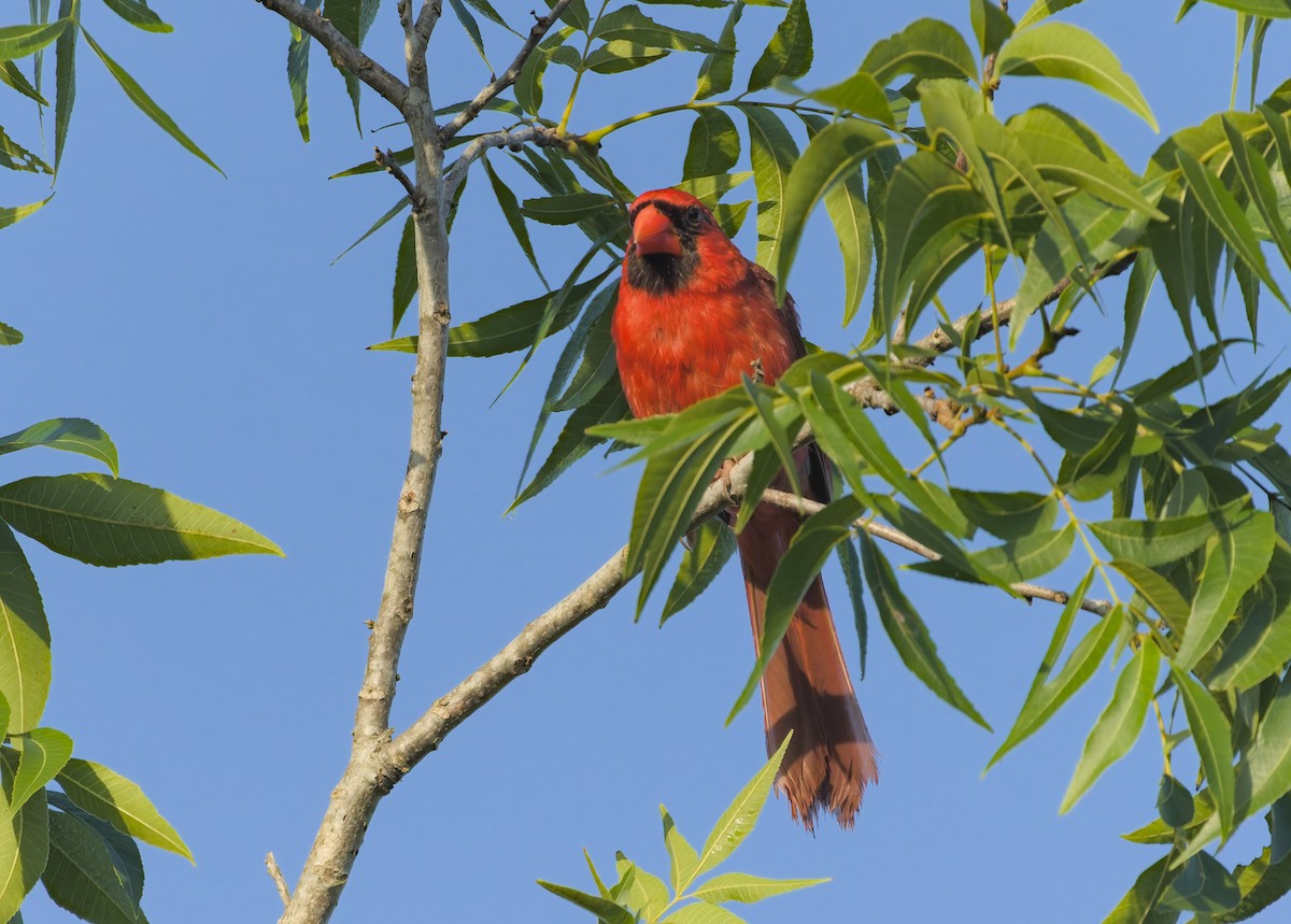 Northern Cardinal - ML620171335