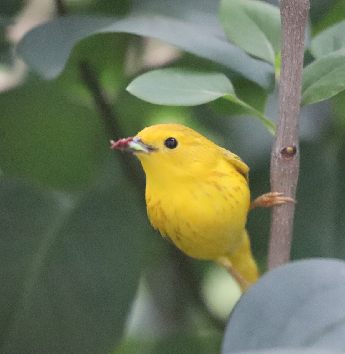 Yellow Warbler - ML620171382