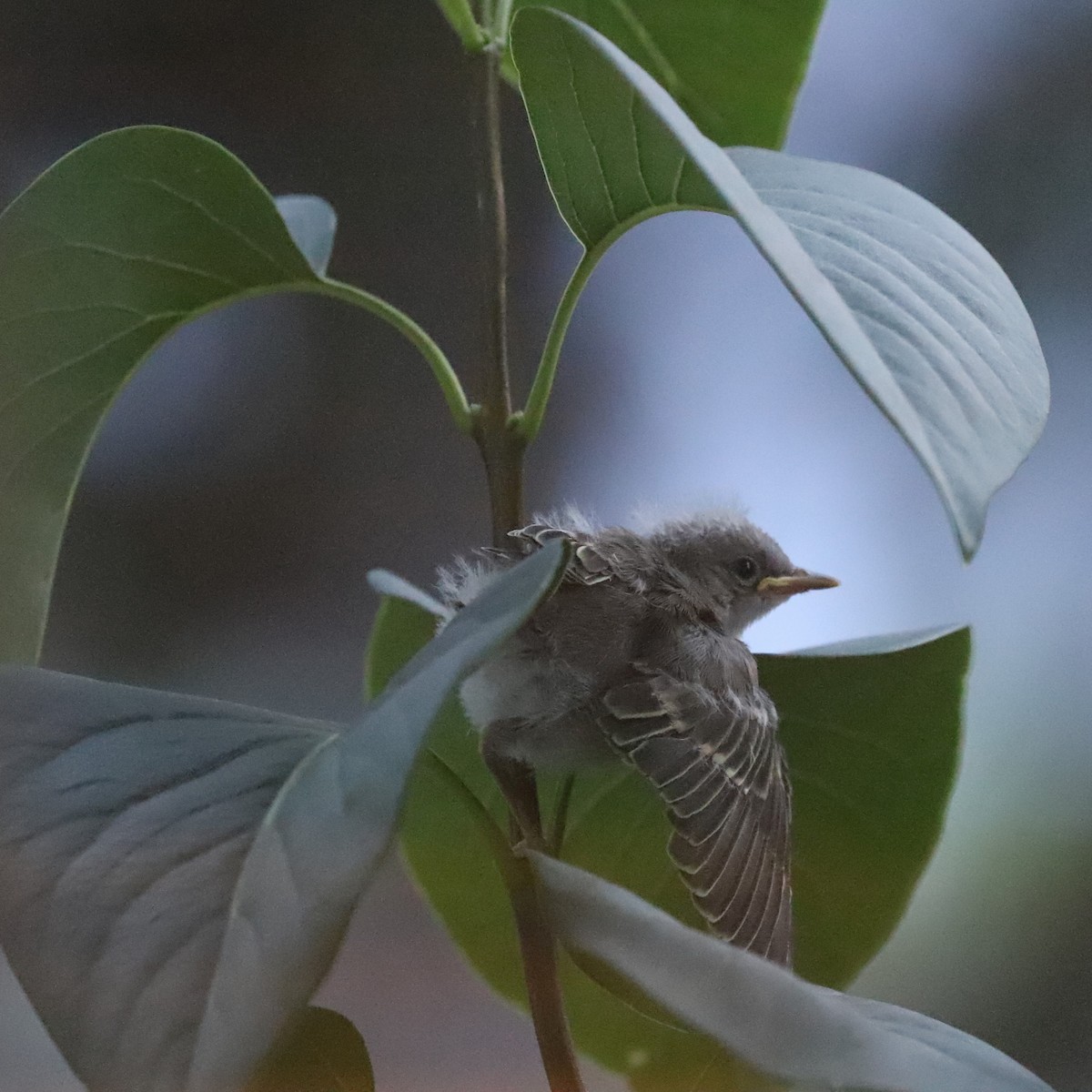 Yellow Warbler - ML620171391