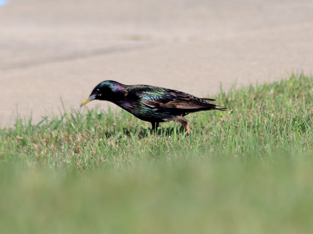 European Starling - ML620171395