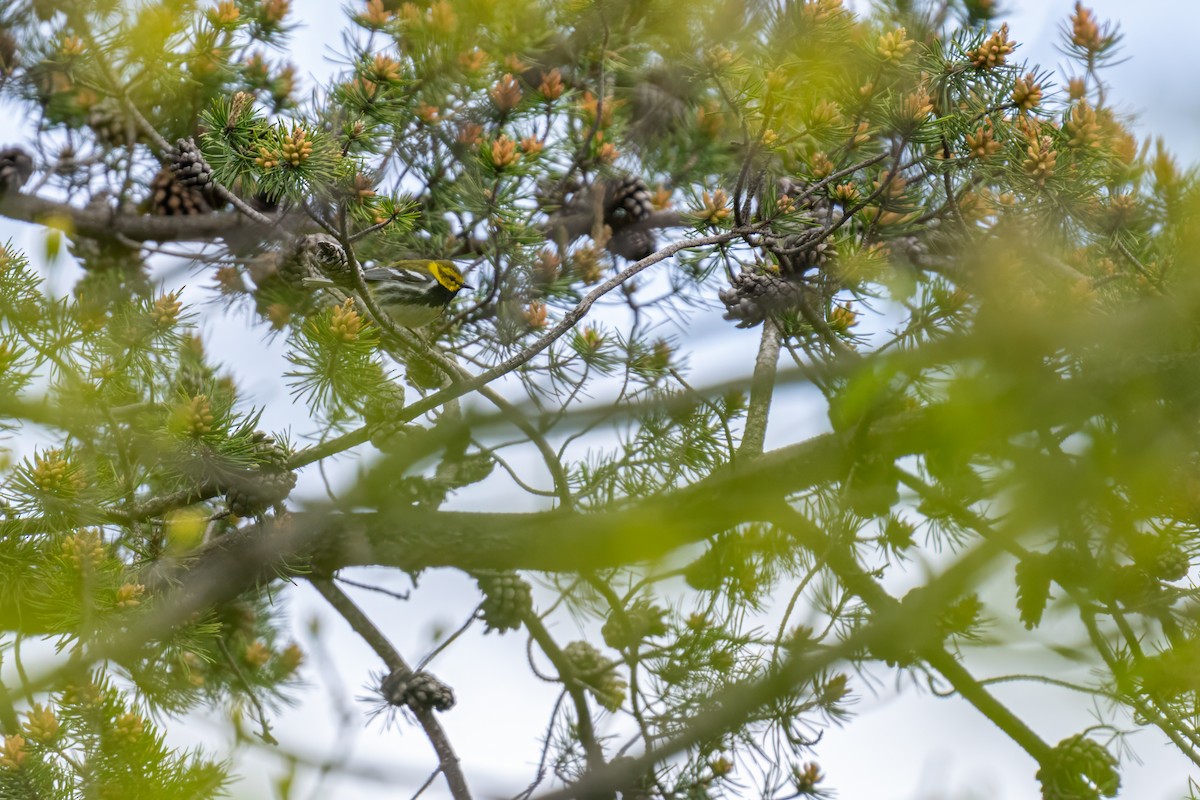 Black-throated Green Warbler - ML620171406