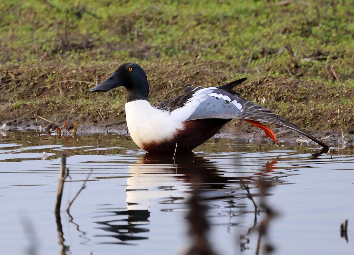 Canard souchet - ML620171414