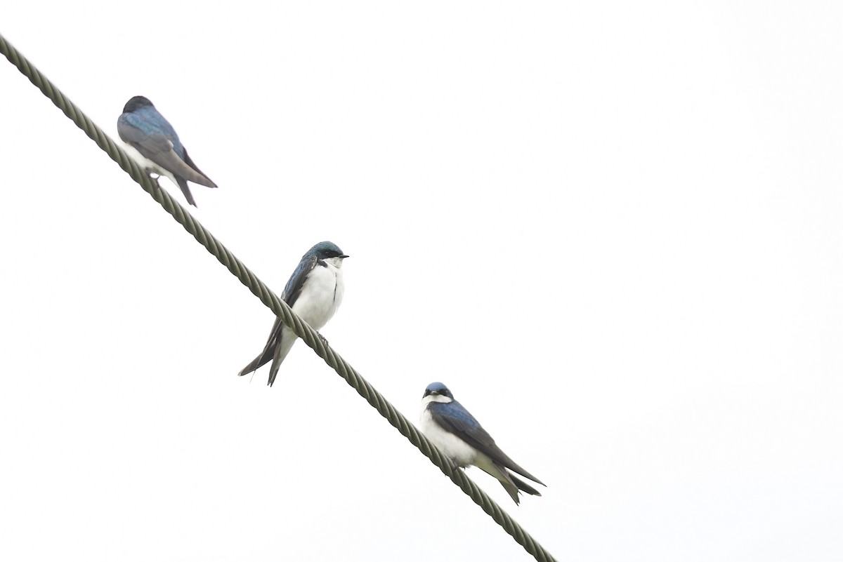 Golondrina Bicolor - ML620171416