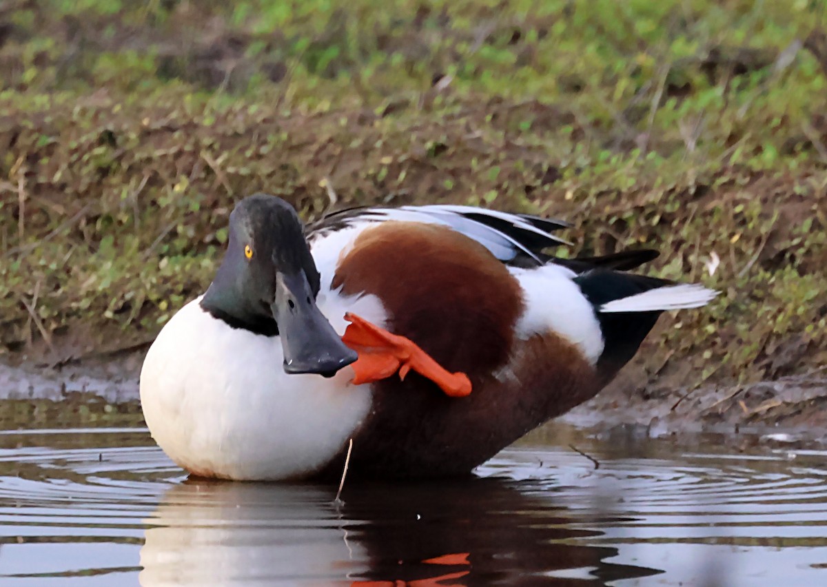 Canard souchet - ML620171417