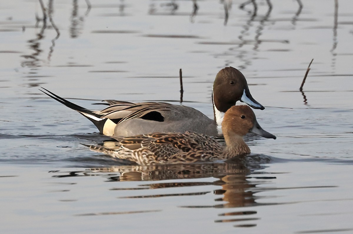 Northern Pintail - ML620171425