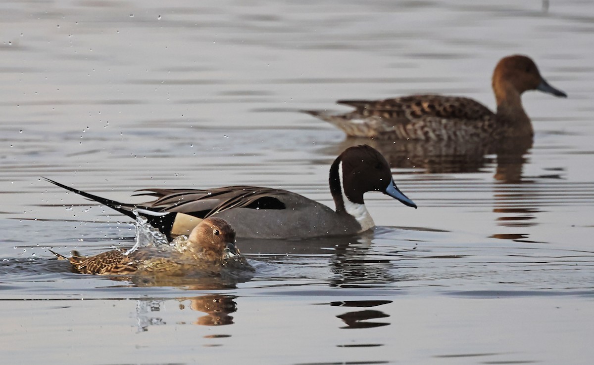 Northern Pintail - ML620171429