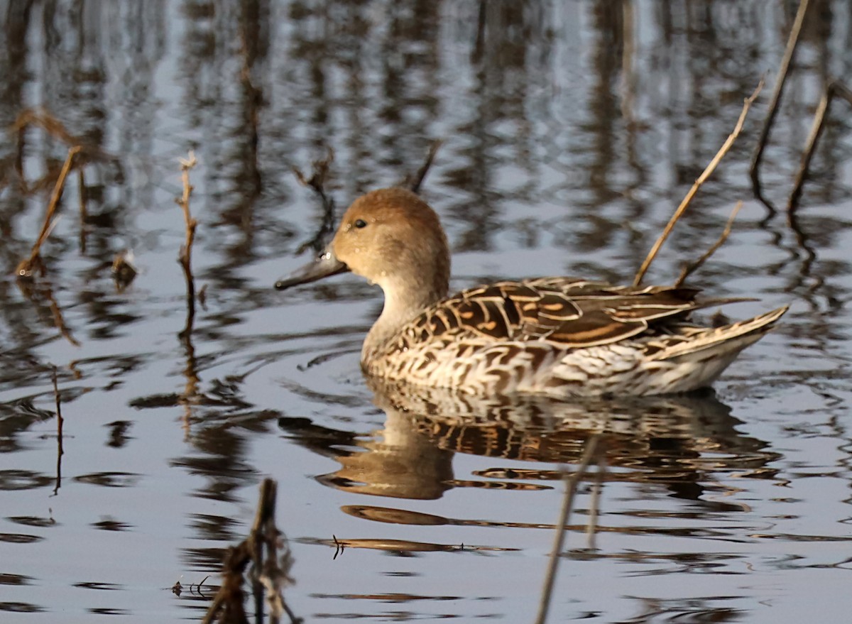 Northern Pintail - ML620171434