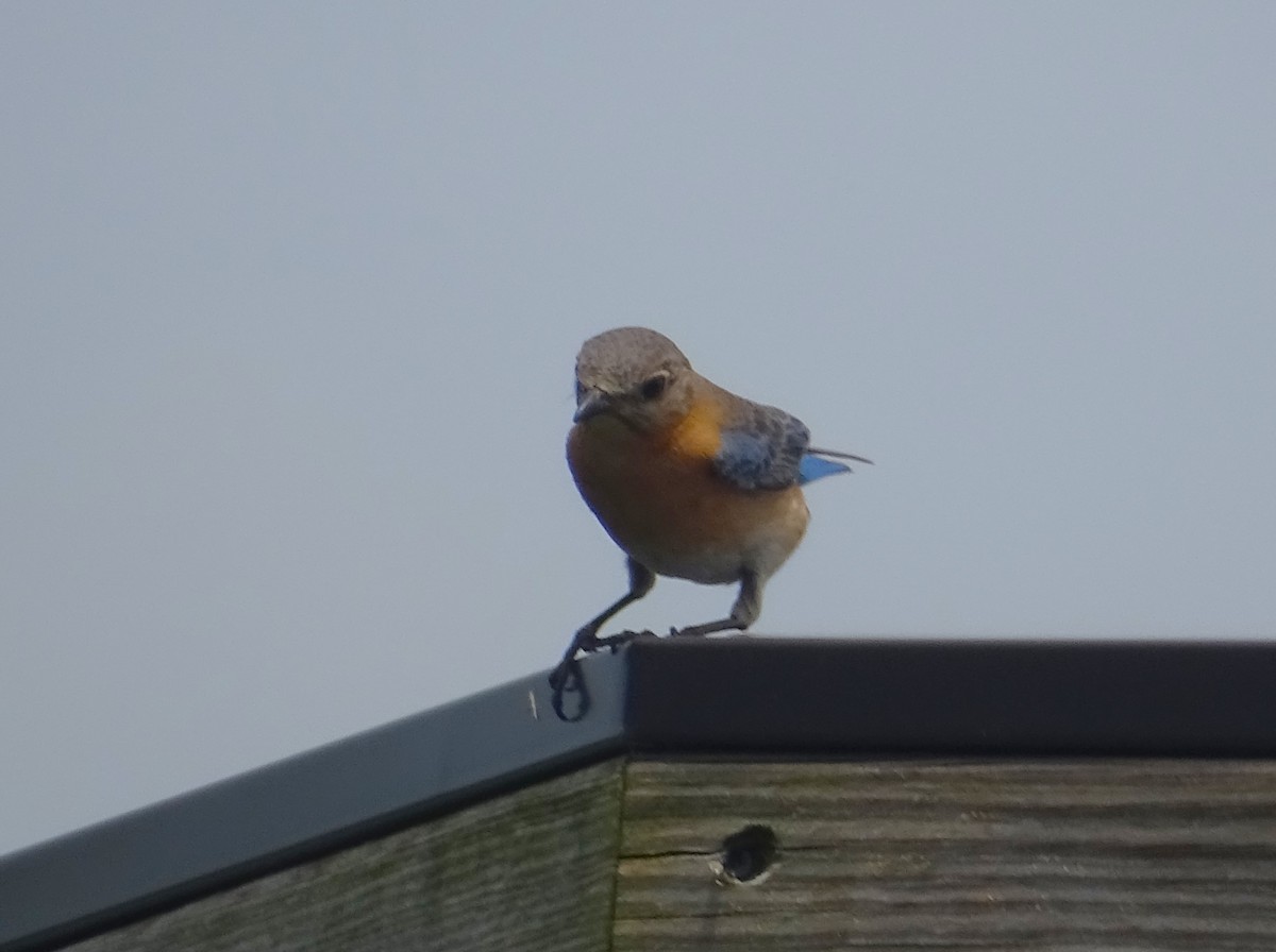 Eastern Bluebird - ML620171441