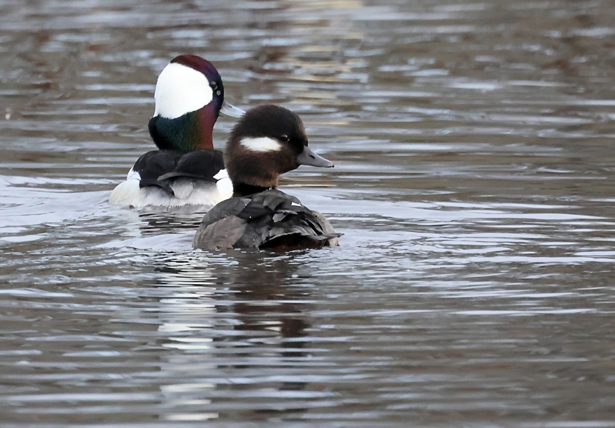 Bufflehead - ML620171443