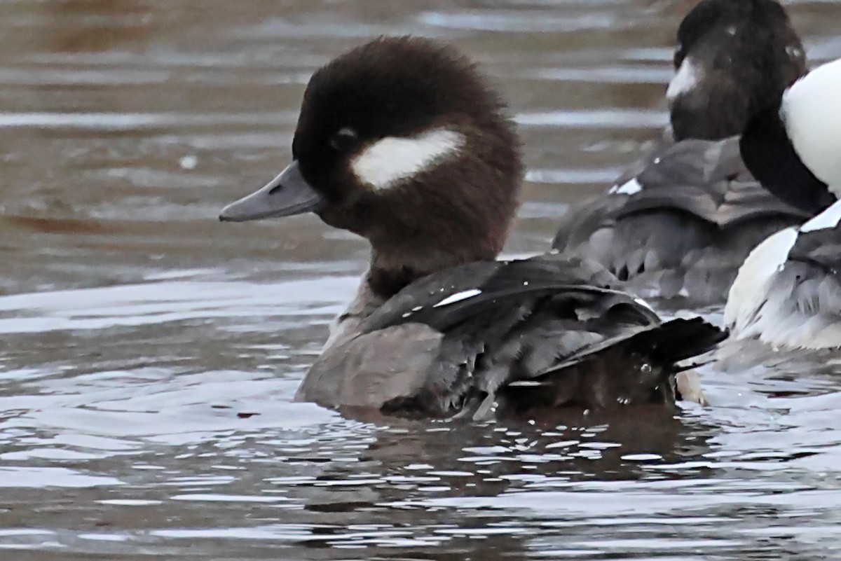 Bufflehead - ML620171445