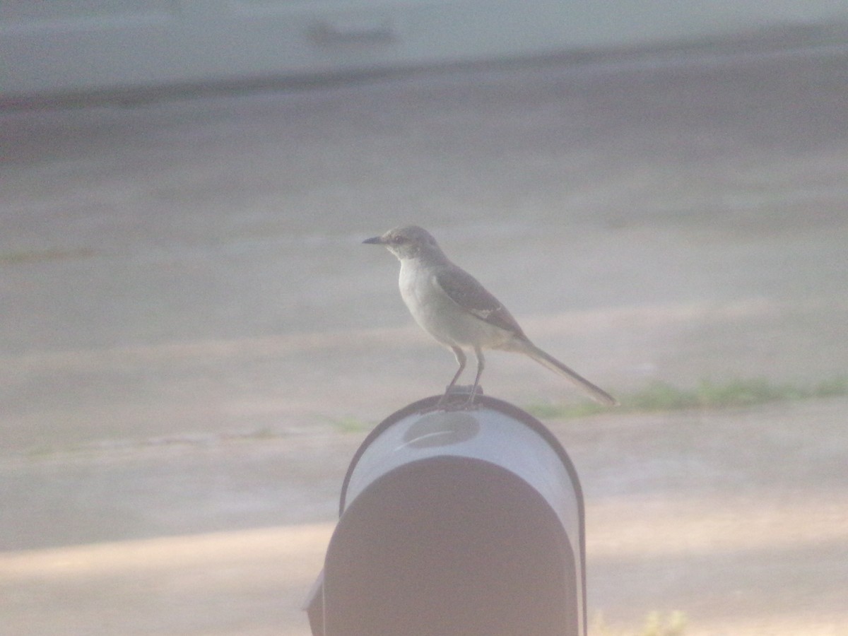 Northern Mockingbird - ML620171449