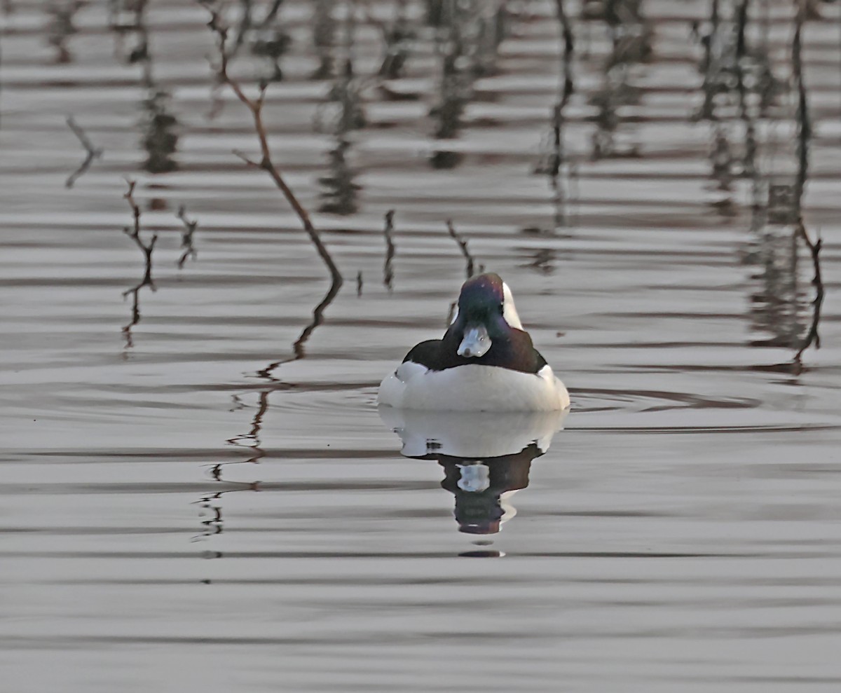 Bufflehead - Karen Skelton