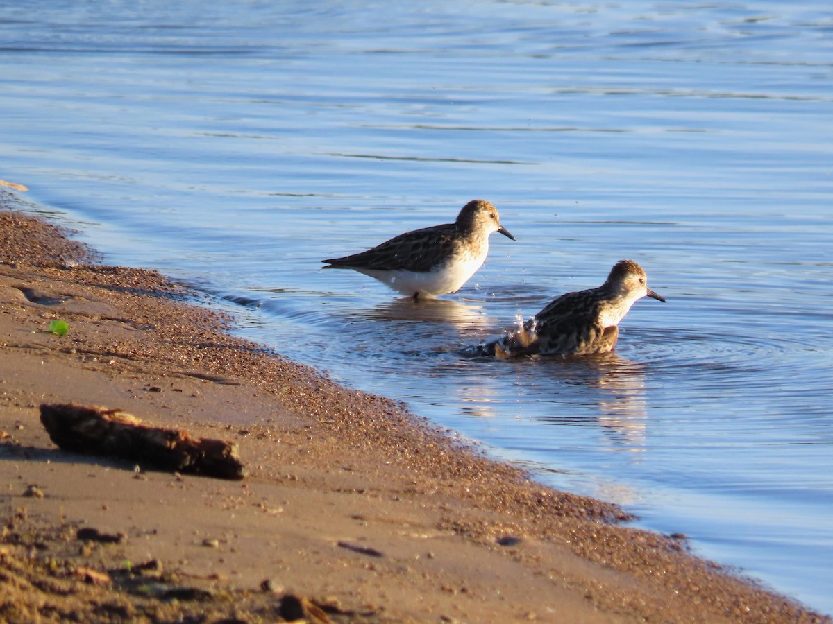 Semipalmated Sandpiper - ML620171455