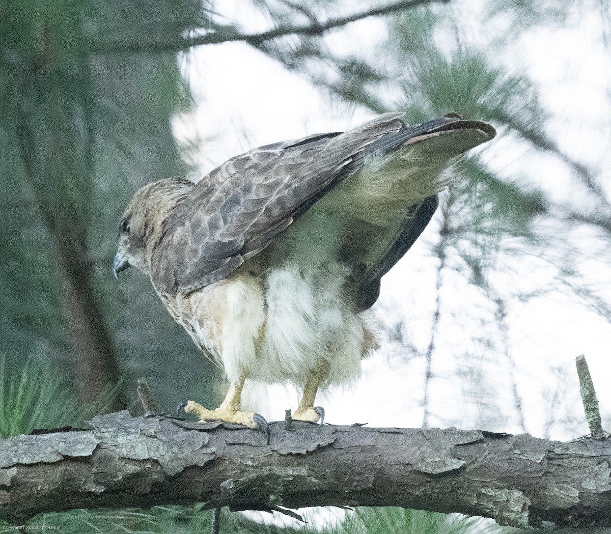 Rotschwanzbussard - ML620171465