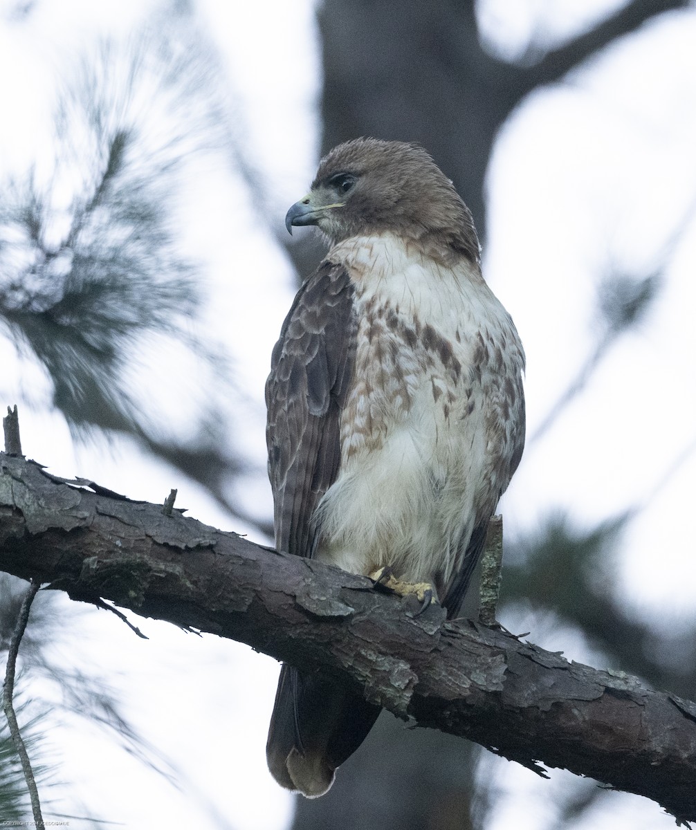 Red-tailed Hawk - ML620171466