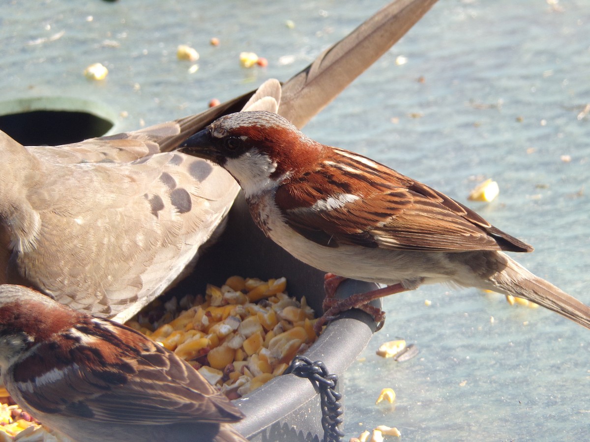 House Sparrow - ML620171467