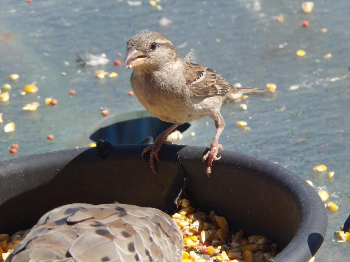 House Sparrow - ML620171469