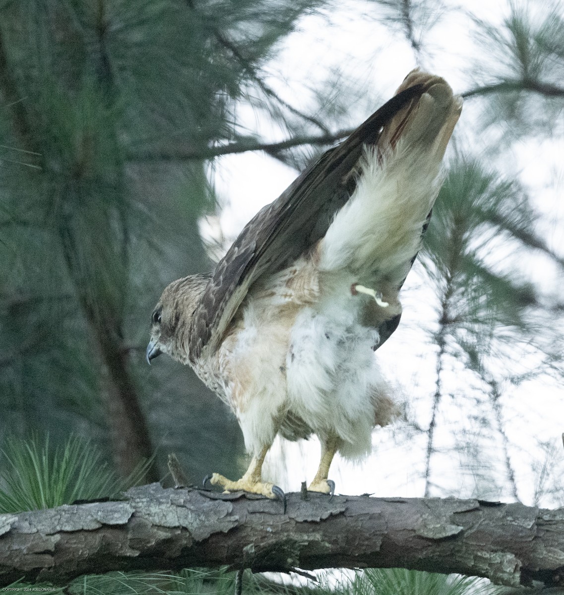 Red-tailed Hawk - ML620171471