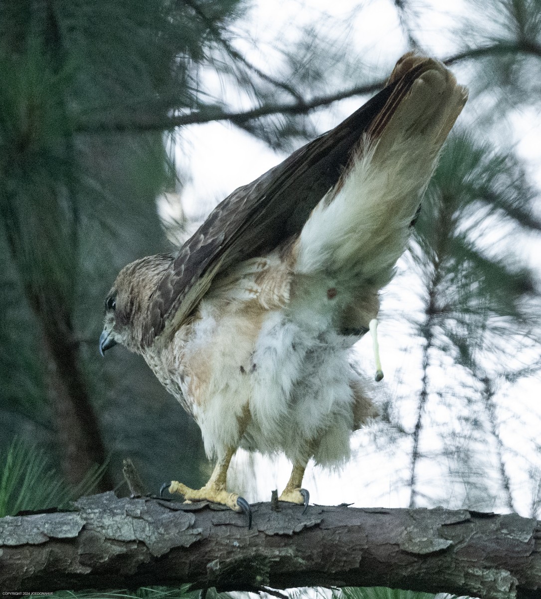 Red-tailed Hawk - ML620171472