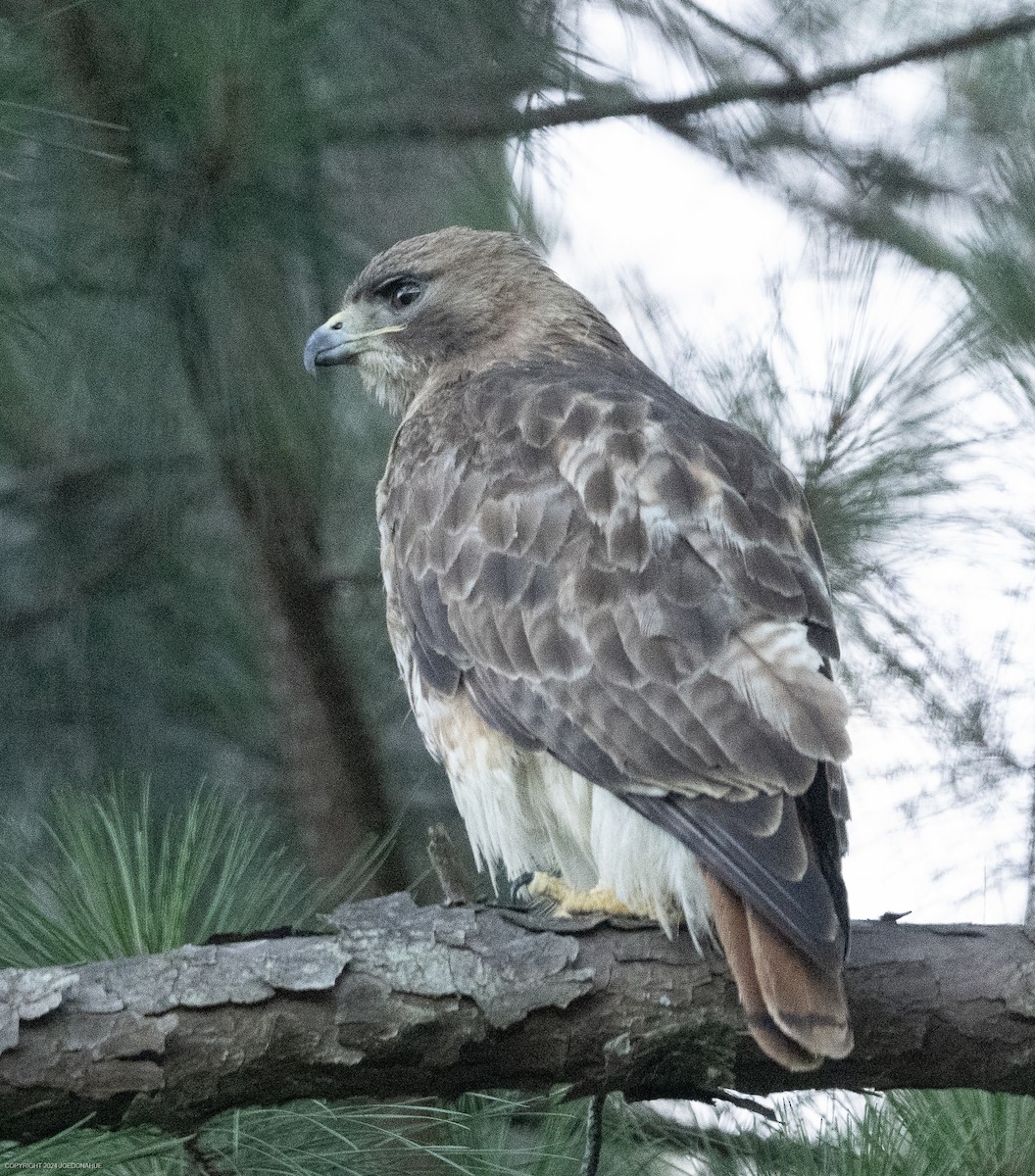 Red-tailed Hawk - ML620171473