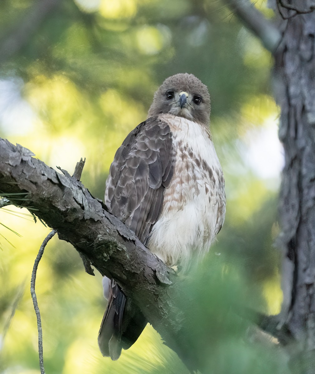 Red-tailed Hawk - ML620171476