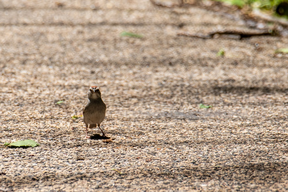 Chipping Sparrow - ML620171477