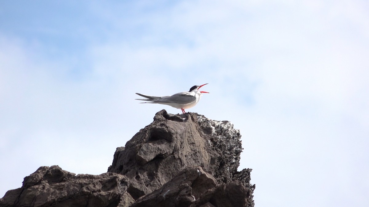 Common Tern - ML620171479