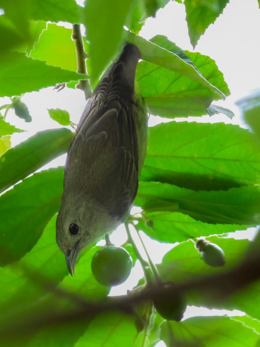 Nilgiri Flowerpecker - ML620171481