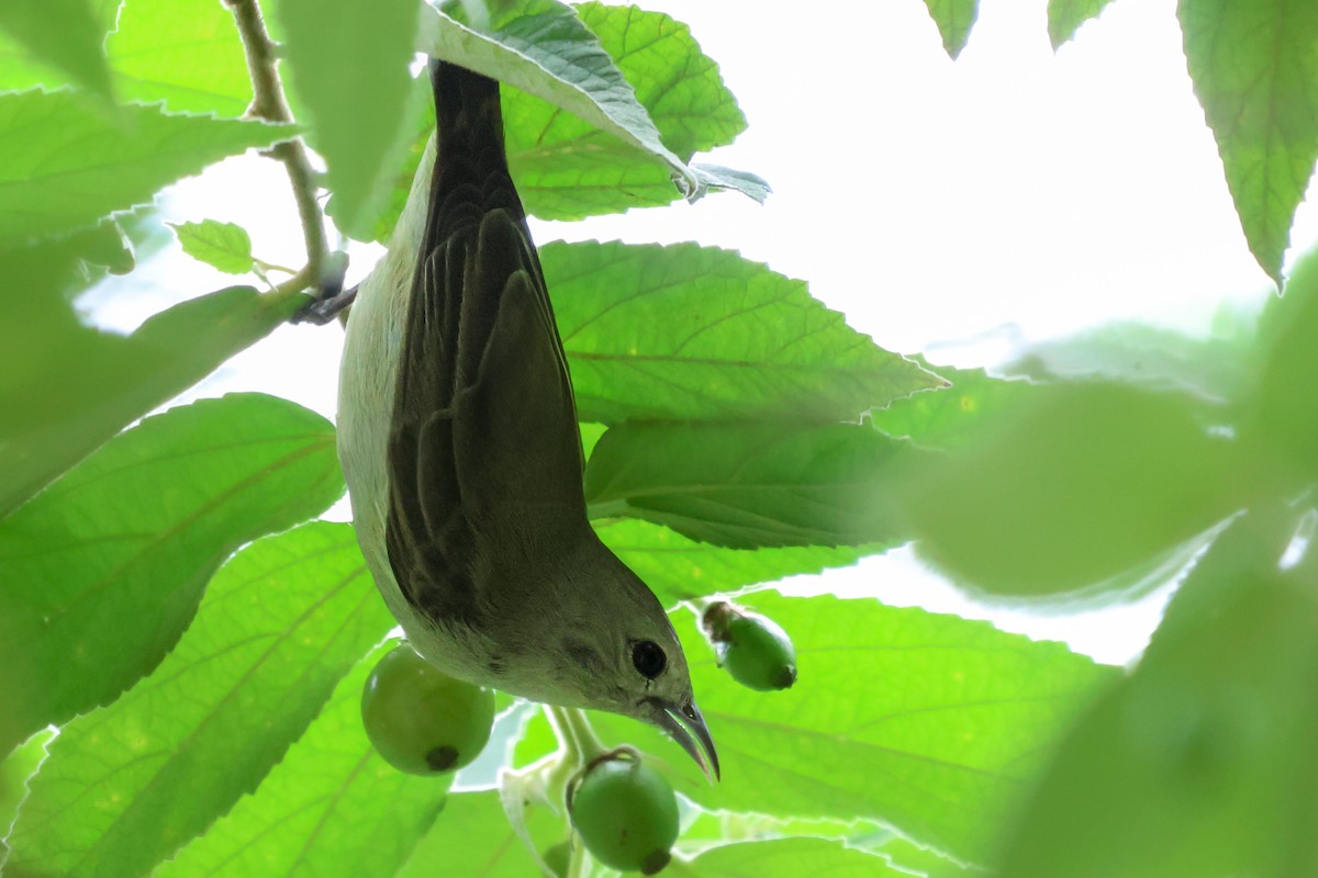 Nilgiri Flowerpecker - ML620171482