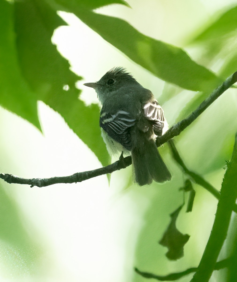 Buchenschnäppertyrann - ML620171486