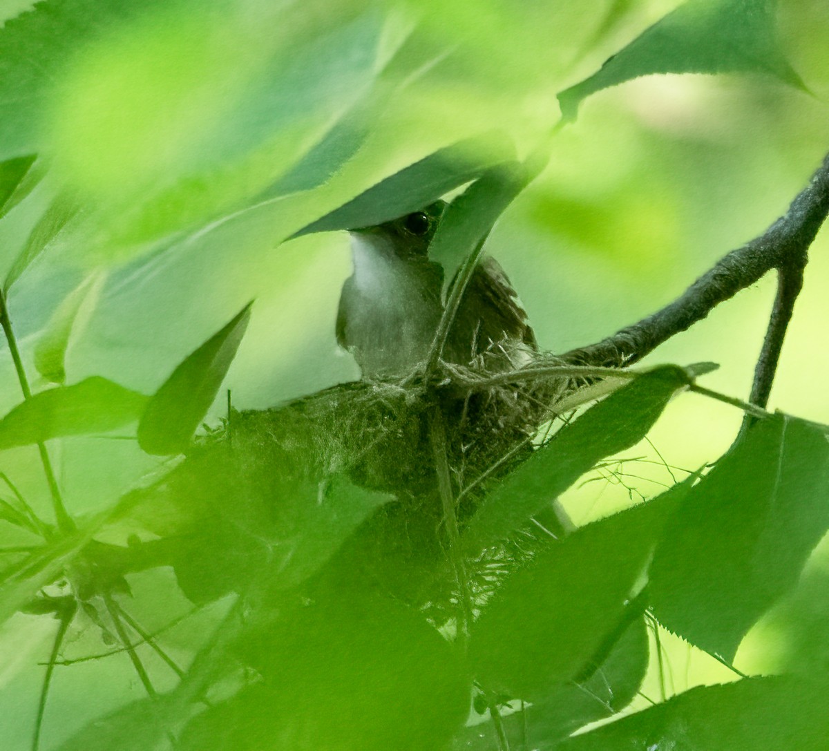 Acadian Flycatcher - ML620171487