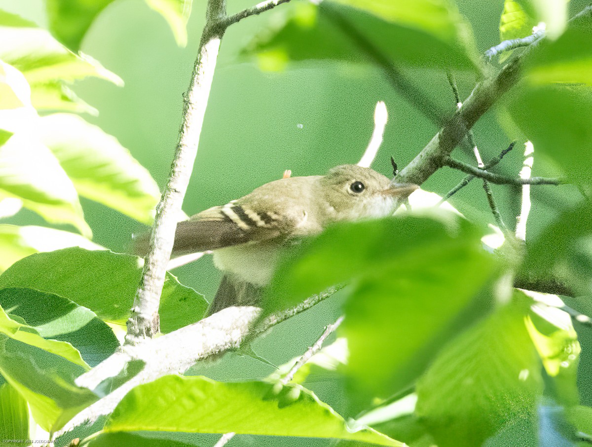 Acadian Flycatcher - ML620171489