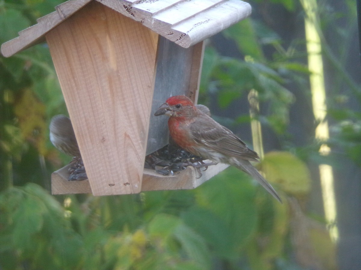 House Finch - ML620171496