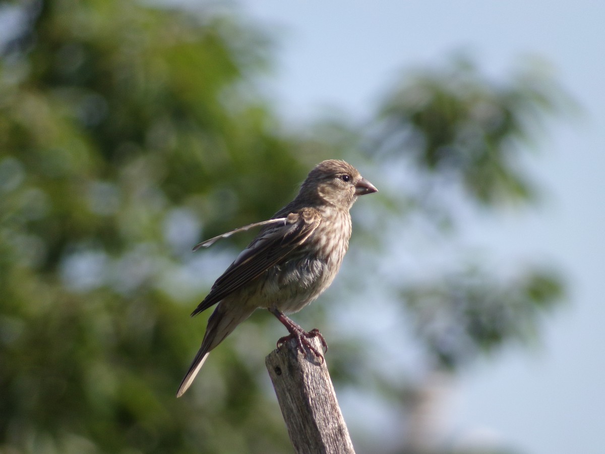 House Finch - ML620171497