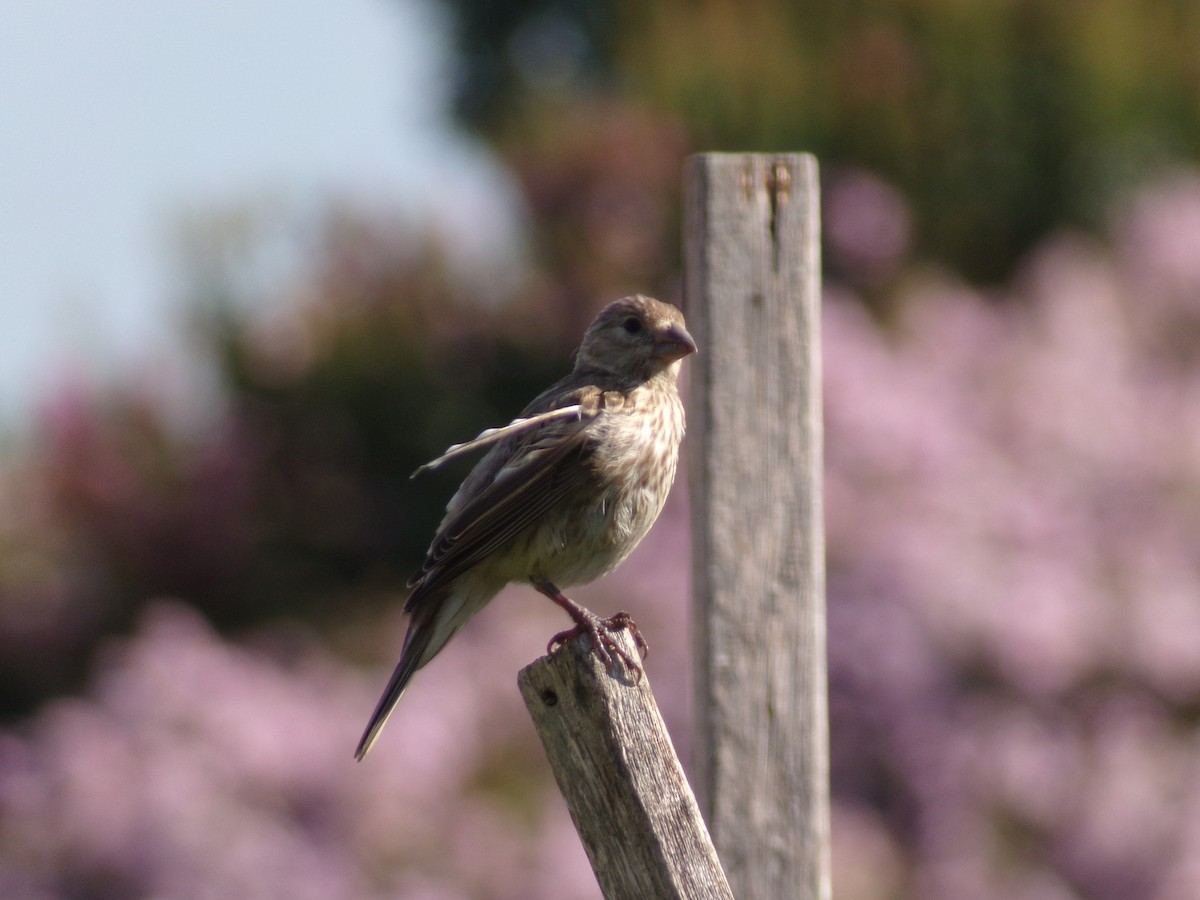 House Finch - ML620171499