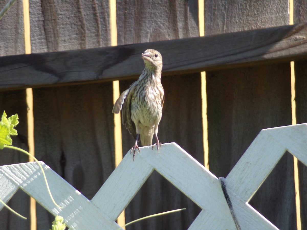 House Finch - ML620171500