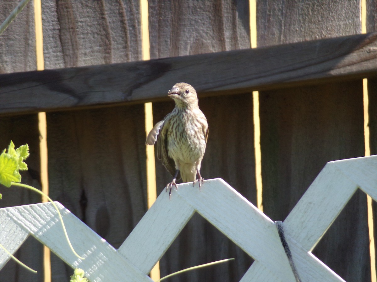 House Finch - ML620171501