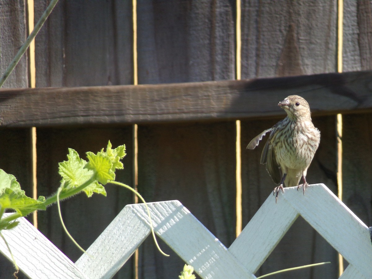 House Finch - ML620171503