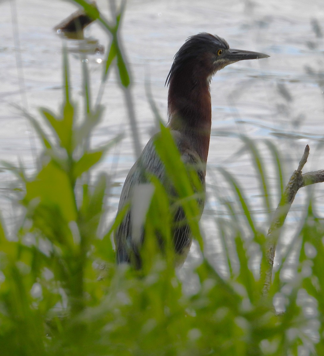 Green Heron - ML620171526