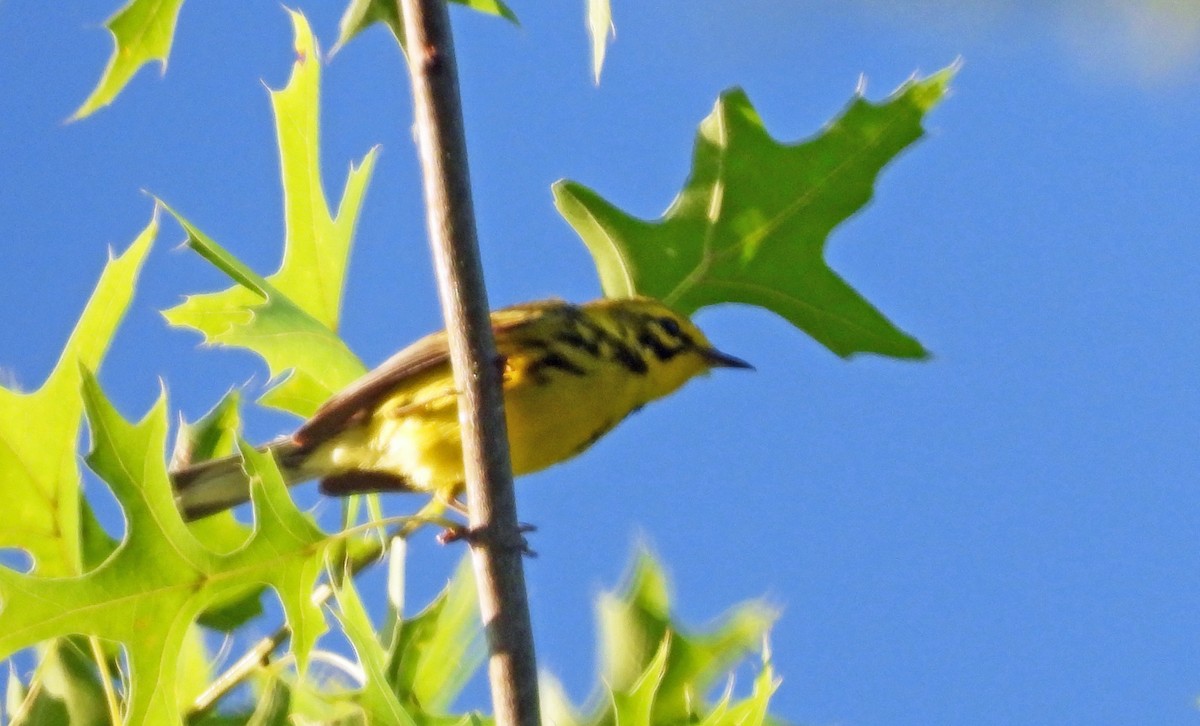 Prairie Warbler - ML620171529