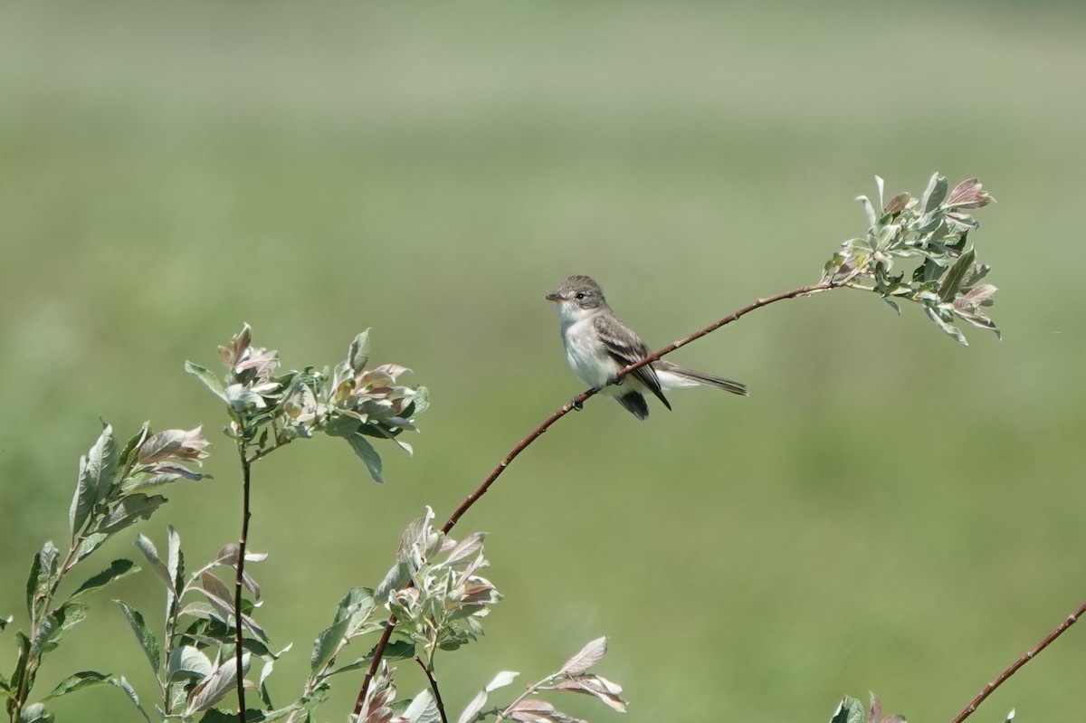 Willow Flycatcher - ML620171559